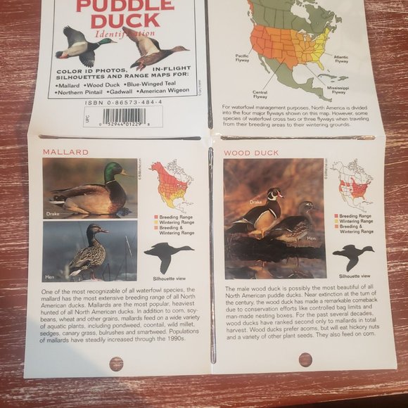 Duck Hunting Laminated Pocket Guides - Set of 3 - Picture 3 of 11